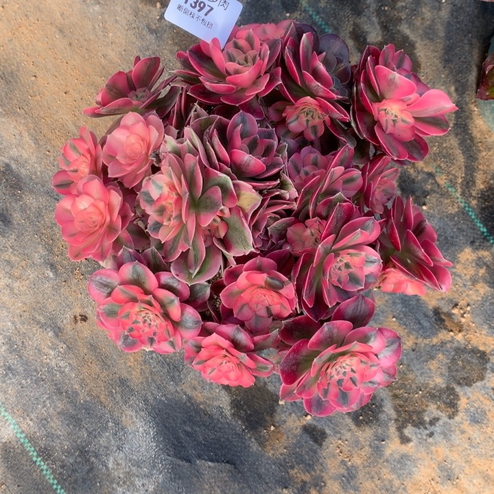 1397粉女巫多肉植物