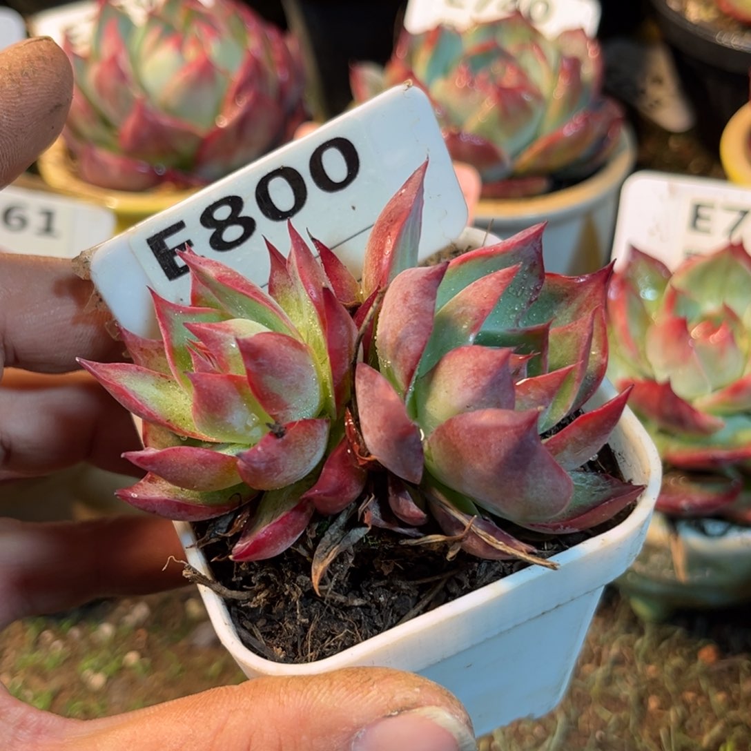 惊鸿一瞥800号多肉