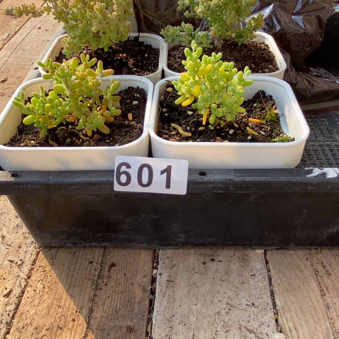 枝干番杏多肉植物601