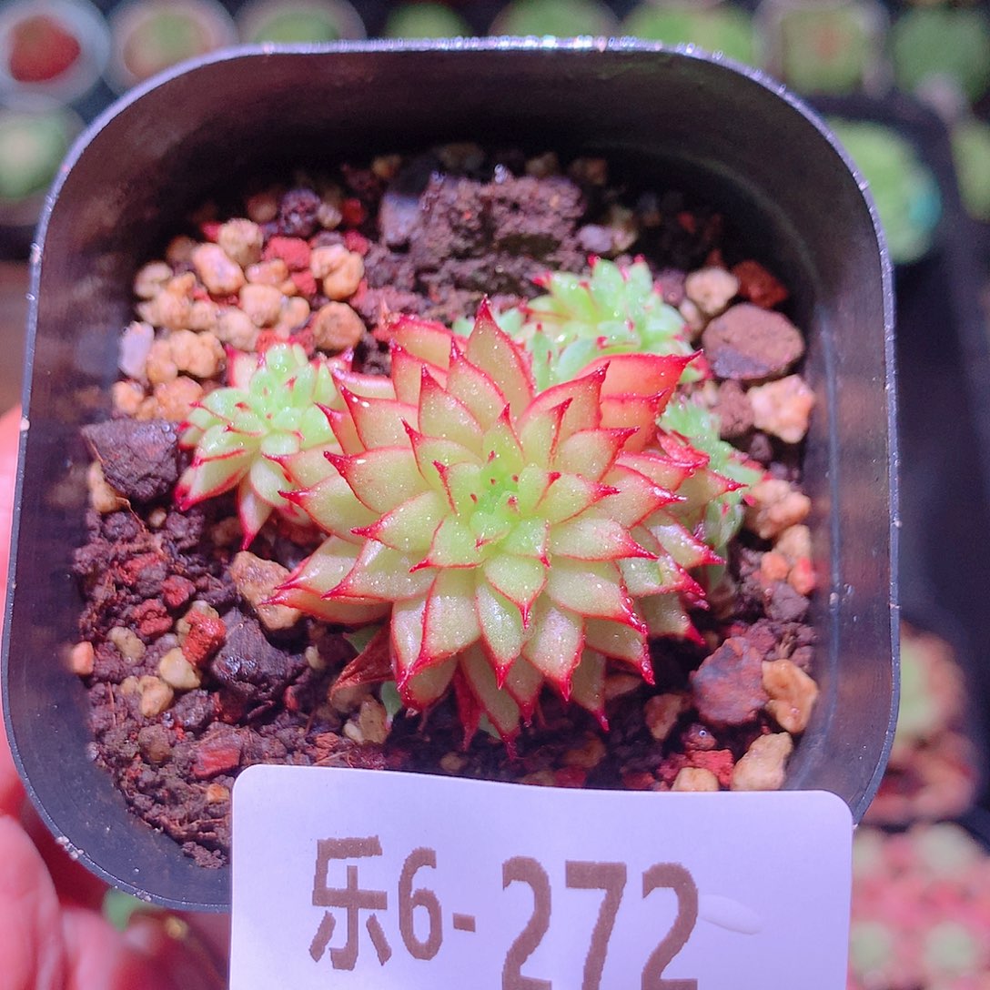 乐然6-272 流星雨群 