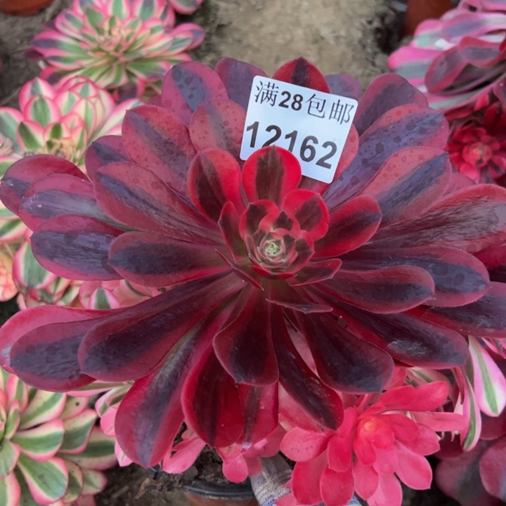 12162南美杜莎多肉植物