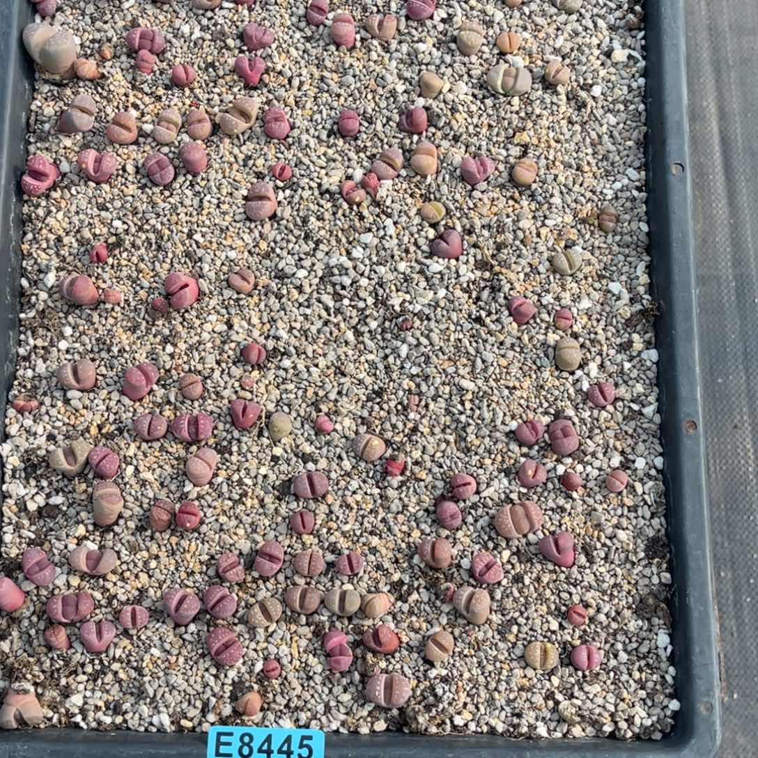 不***猫8445橄榄混筐不售后