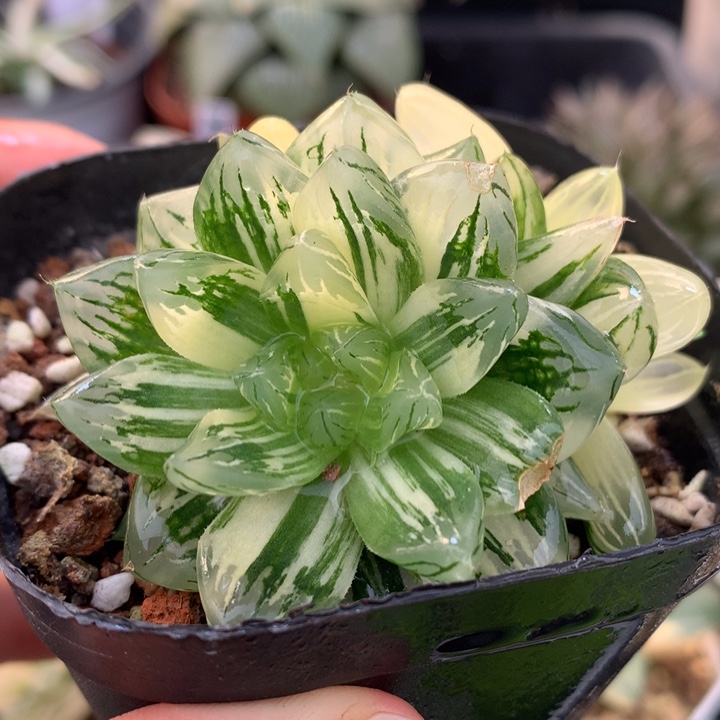 花火玉露锦，带盆一起