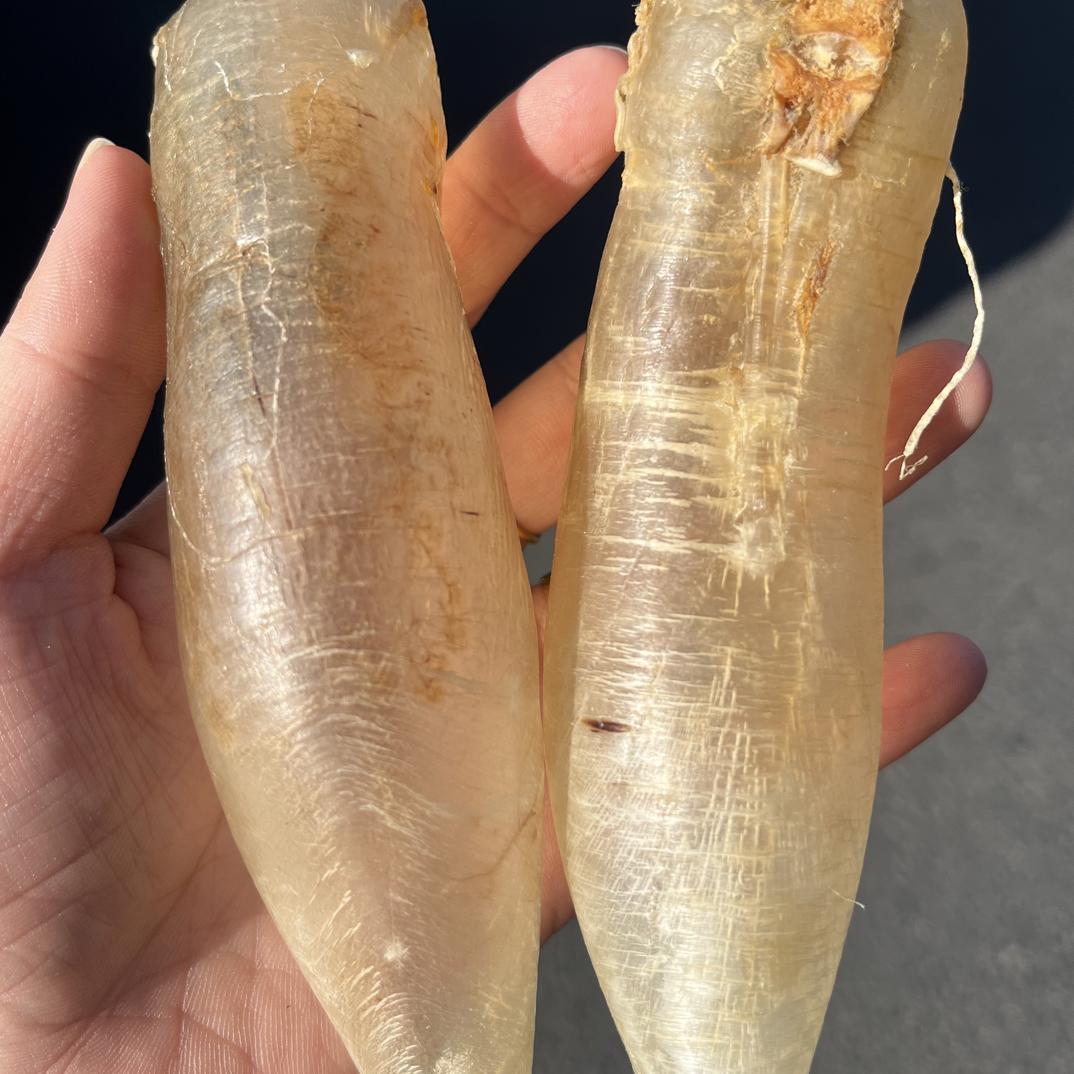 蜘蛛母筒鱼胶花胶营养滋补可甜可咸适合日常炖汤