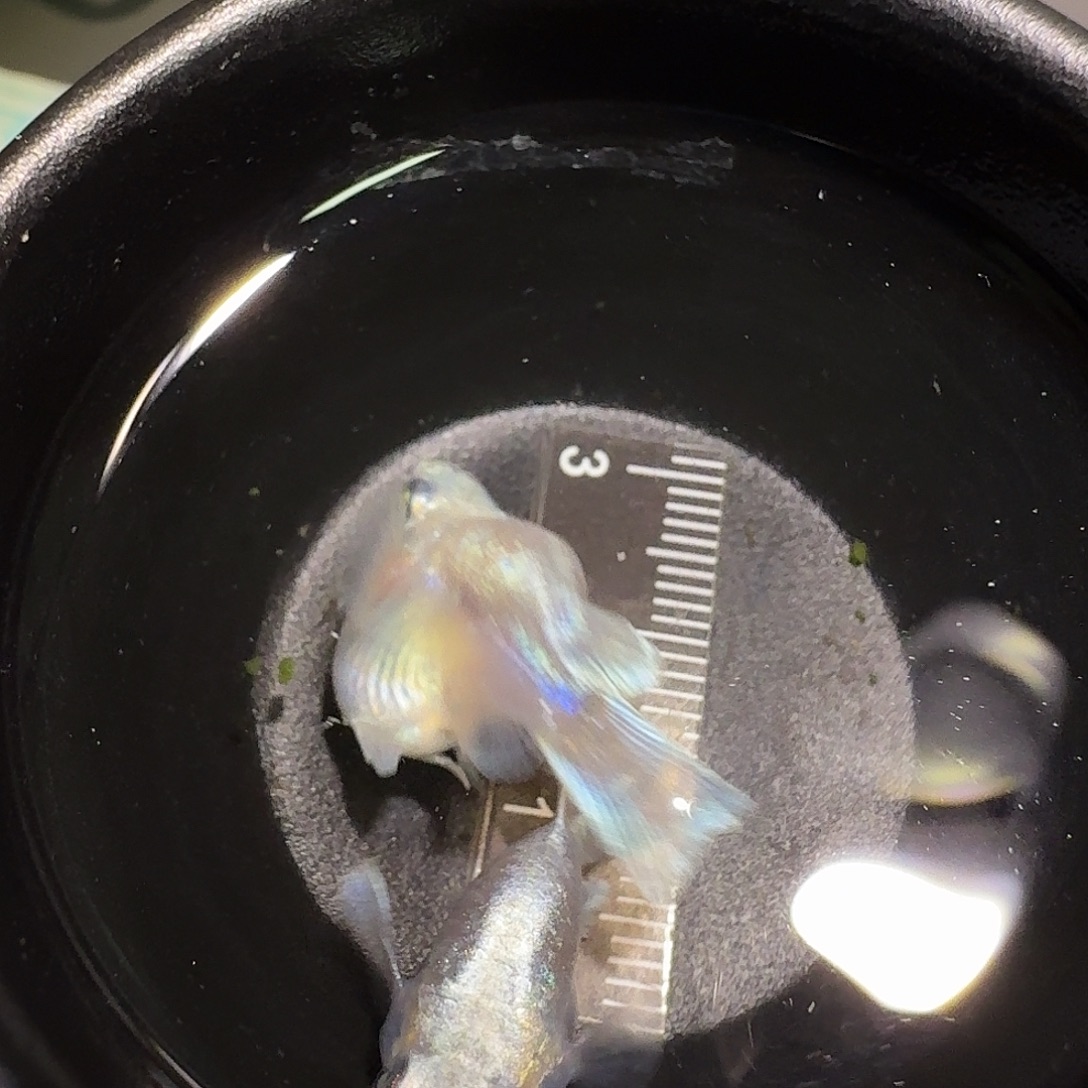 青鳉鱼一物一拍233