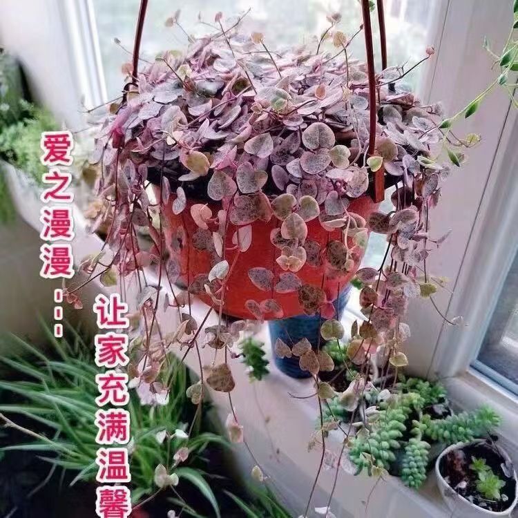 爱之蔓吊兰室内悬挂绿植心形叶盆栽阳台装饰耐旱植物