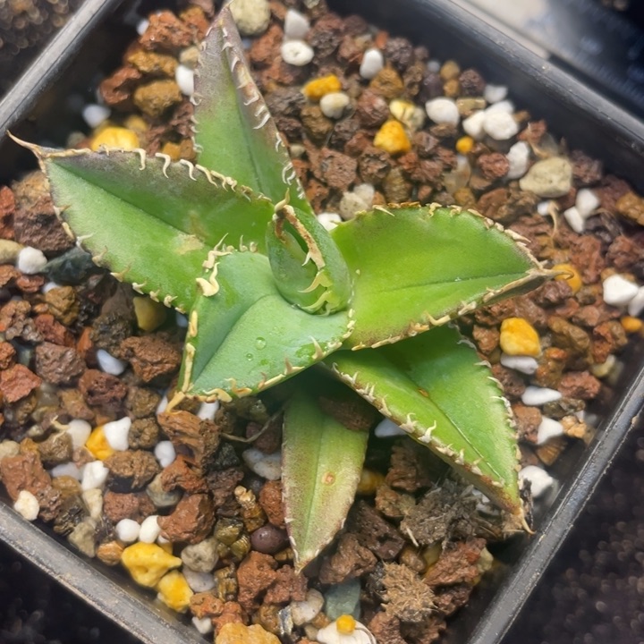 【闪购商品】白豪刺。