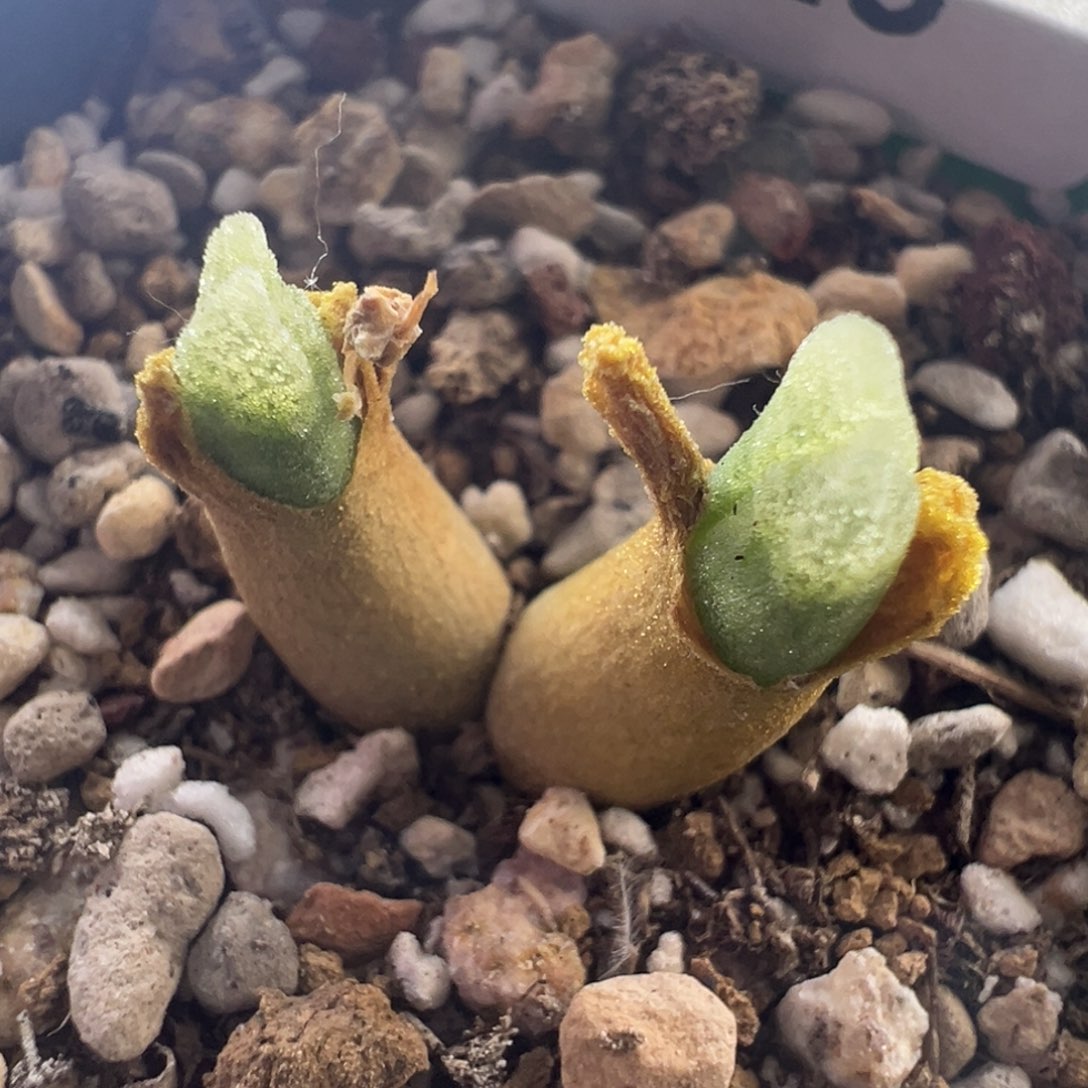 526 捡漏时刻一颗