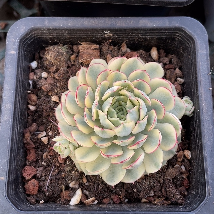 梦幻玫瑰黄锦一物一拍