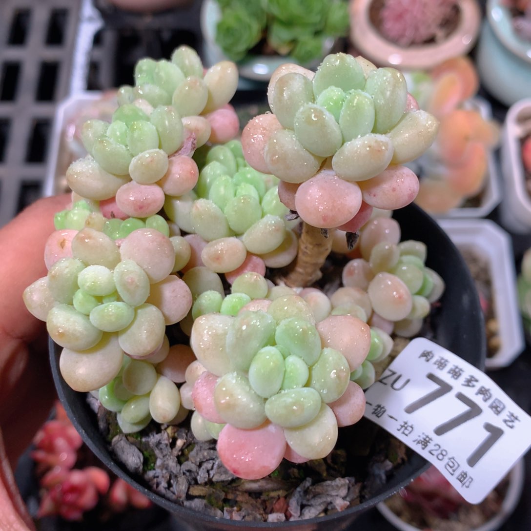5CM拇指盆精控多肉ZU771