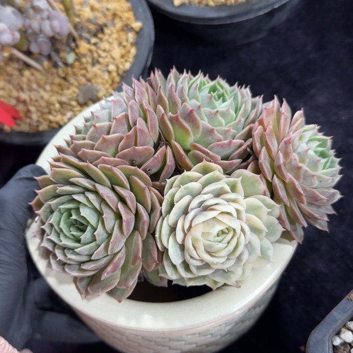 14厘米左右一物一拍的