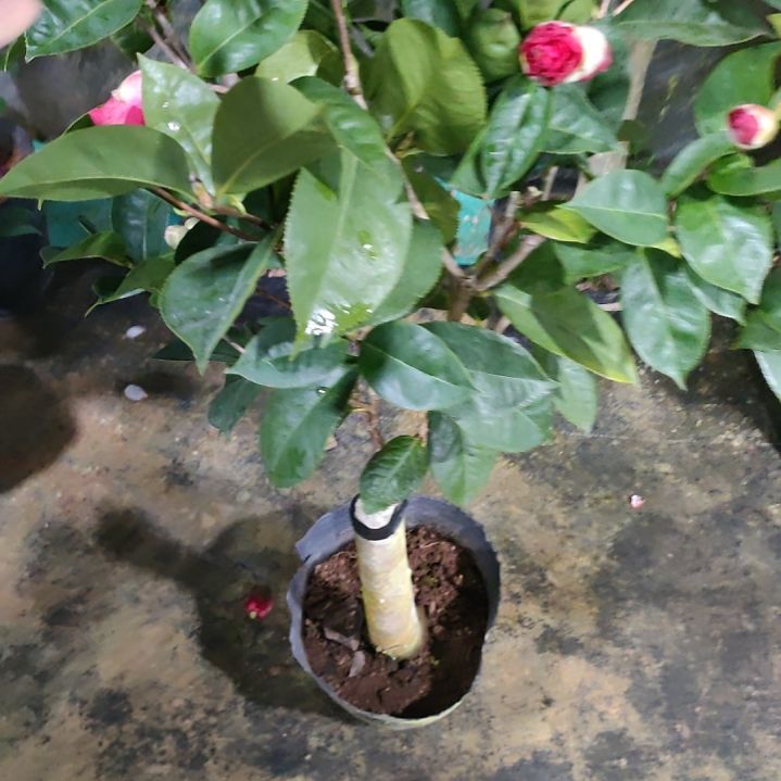 308帕克斯，原盆原土发货