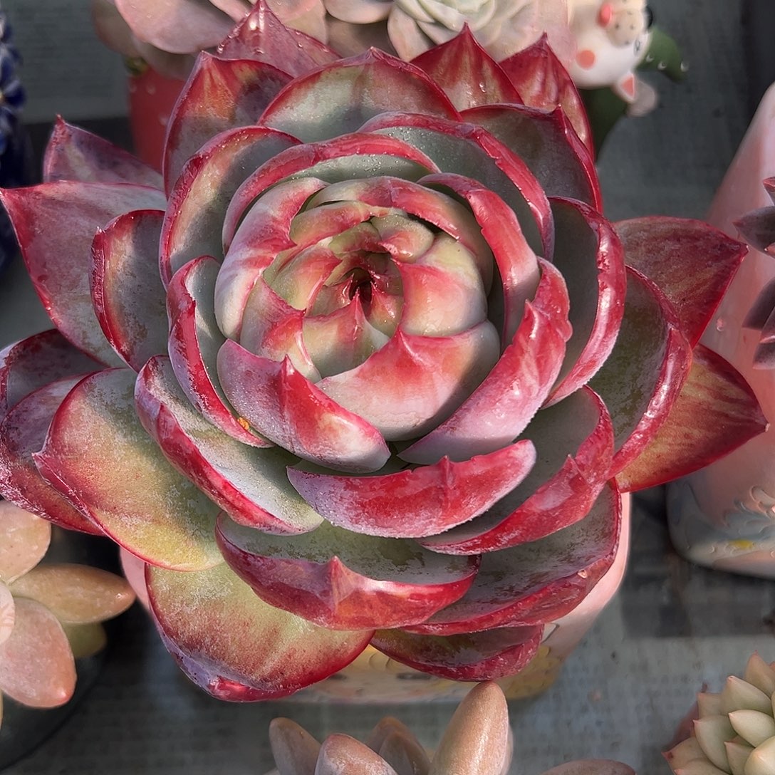 惊鸿仙子一物一拍