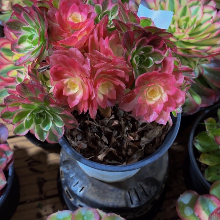 云南海鲜好看114号