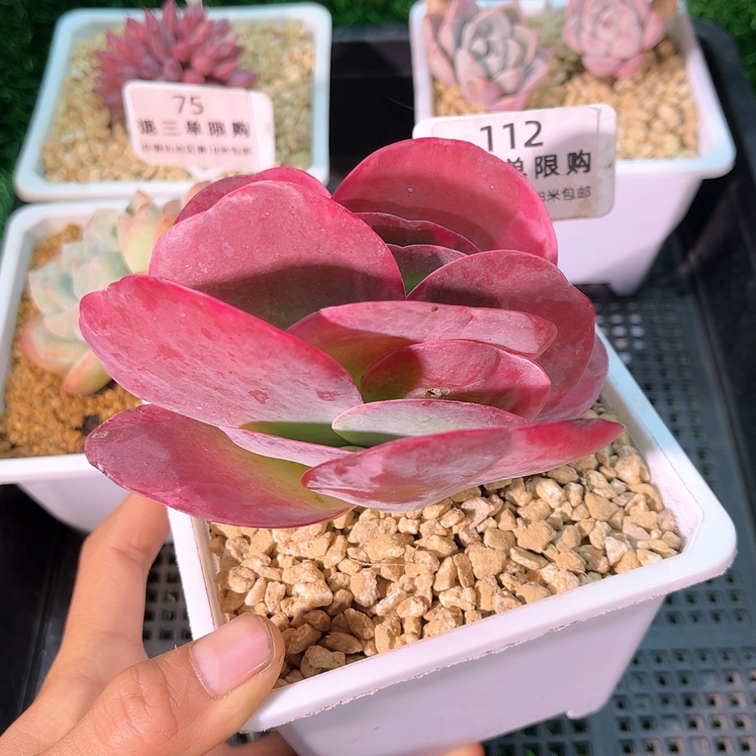 卉森精品多肉编号112