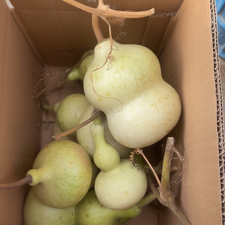 文玩葫芦零元起拍