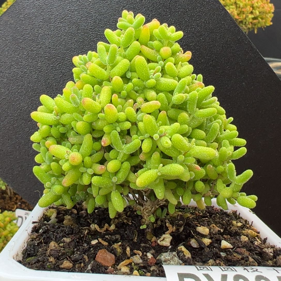 dy3958小树型蜜橘糖球冠幅7cm