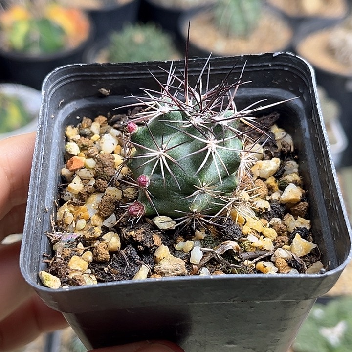 达氏青花虾实生2.8公分