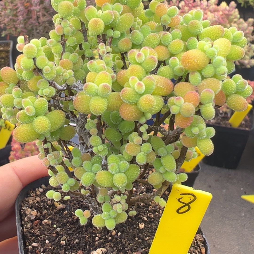 罗***漆金桔糖球8号6.5cm盆