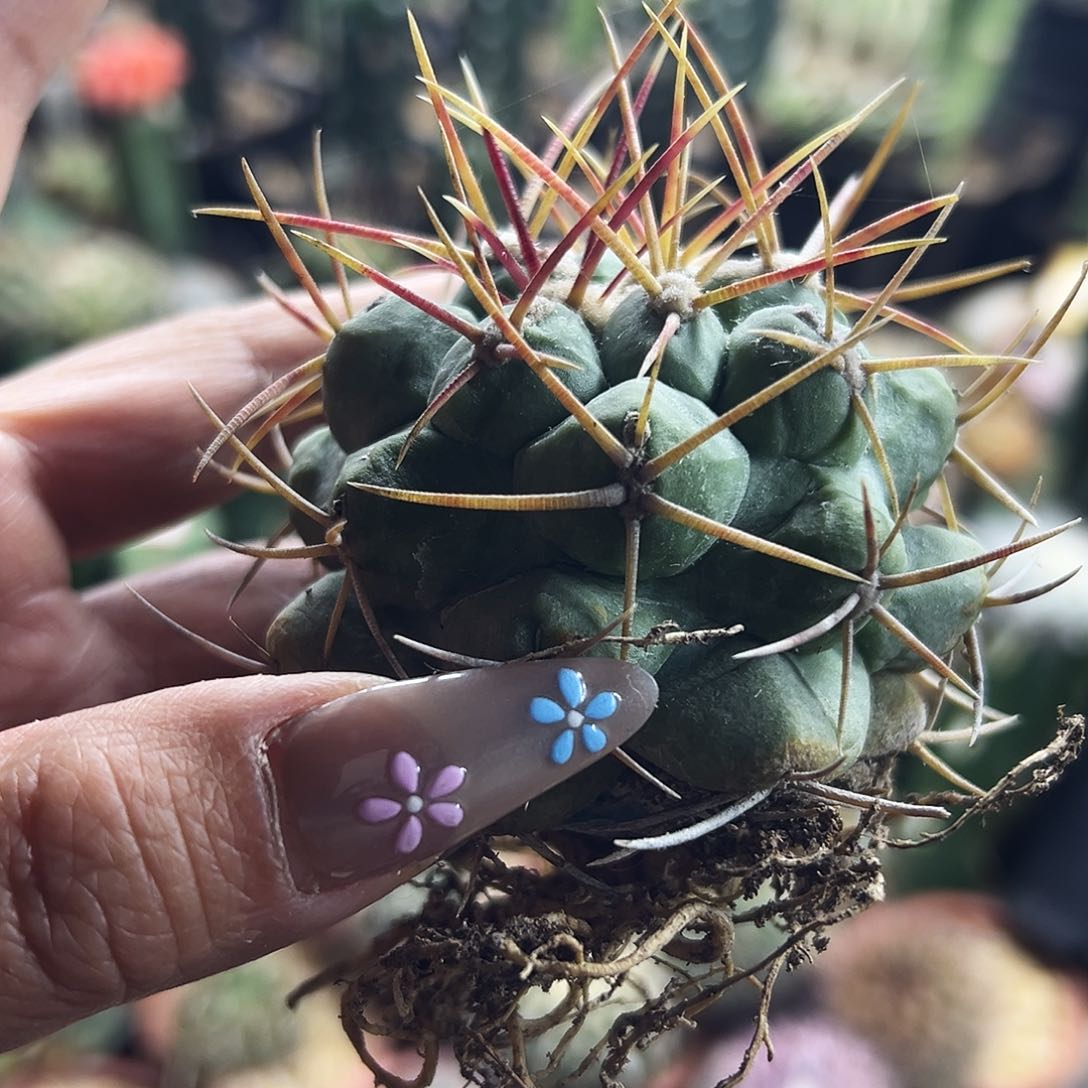 大尤菲冠龙仙人球1111111