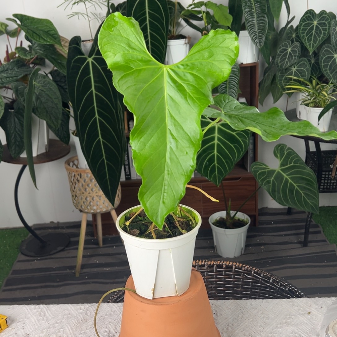 完全开放原种巴劳恩