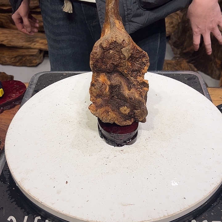 松木（琥珀木）有****。