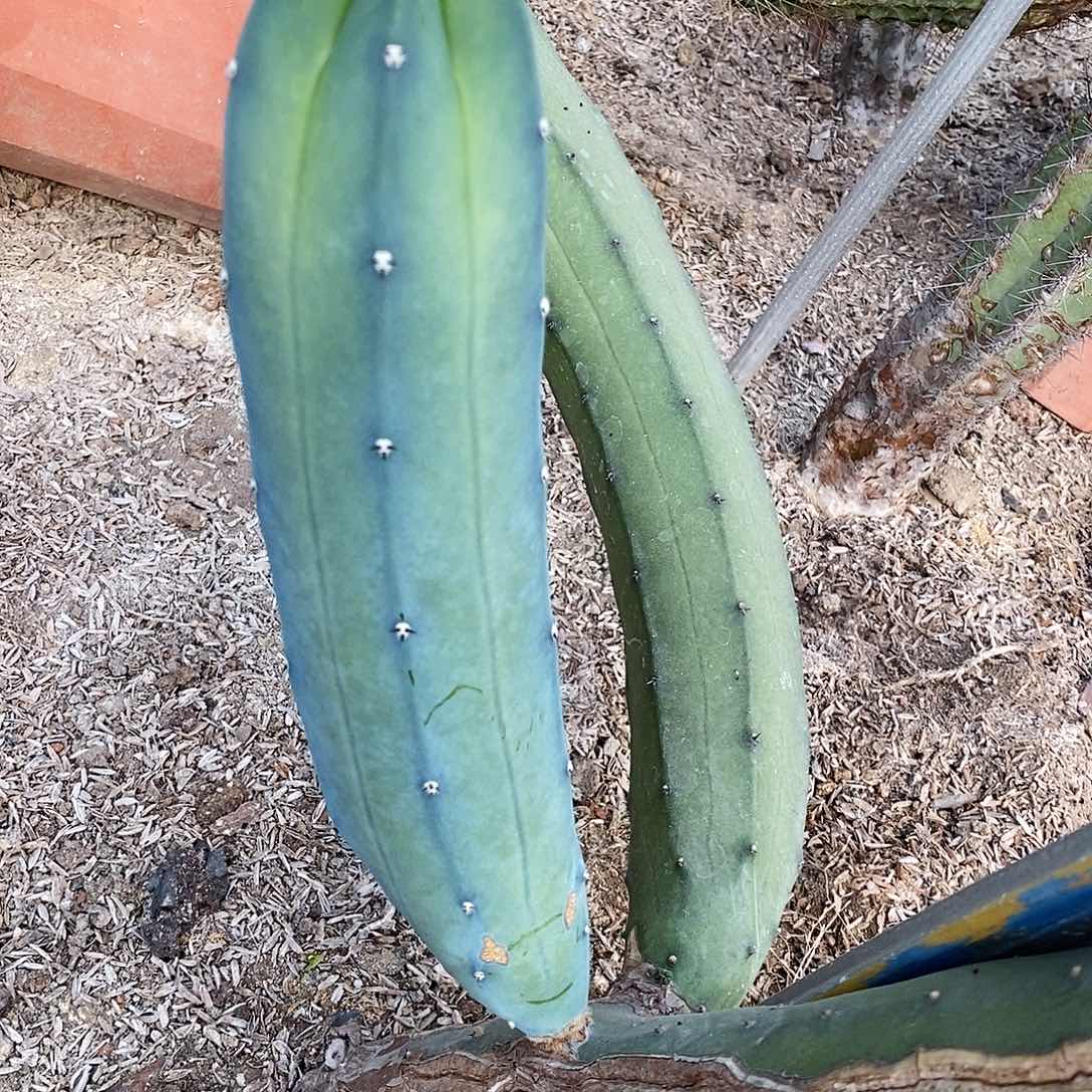 龙神木。现砍侧芽。高度20-30公分左右。