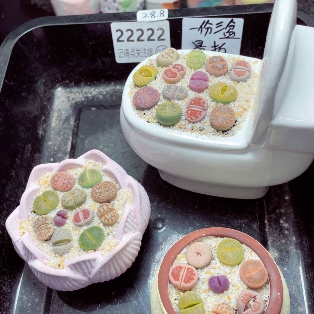 w22222一份三盆量拍