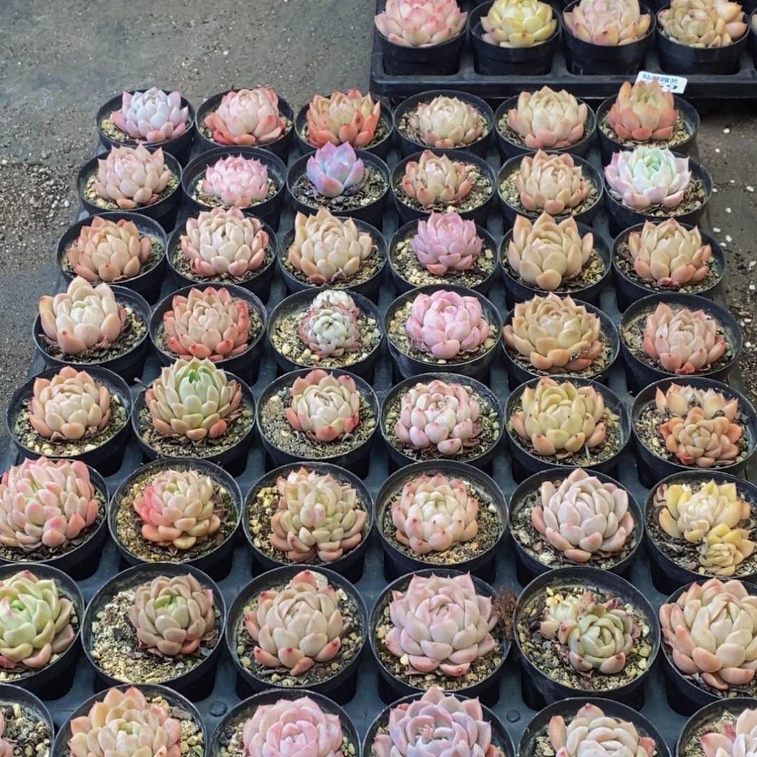 671多肉植物纤维面膜的功效