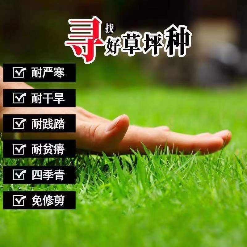 【草坪】四季青草坪种子 庭院别墅绿化耐寒草籽免修剪护坡固土