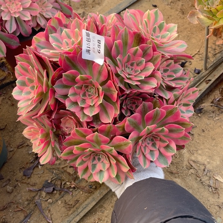 688分女法师多肉断枝不售后