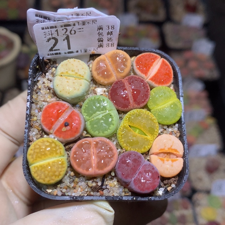 今天播完放假啦126.21