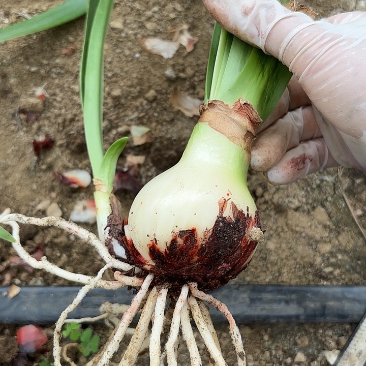 无花朵超级戴斯丑球包对版不包养护