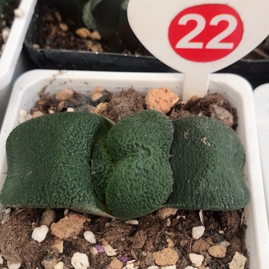 实生军配蜗牛多肉