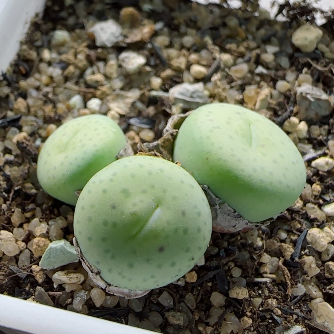 2-12-5-3当天满58包邮。奶油嘴脱土