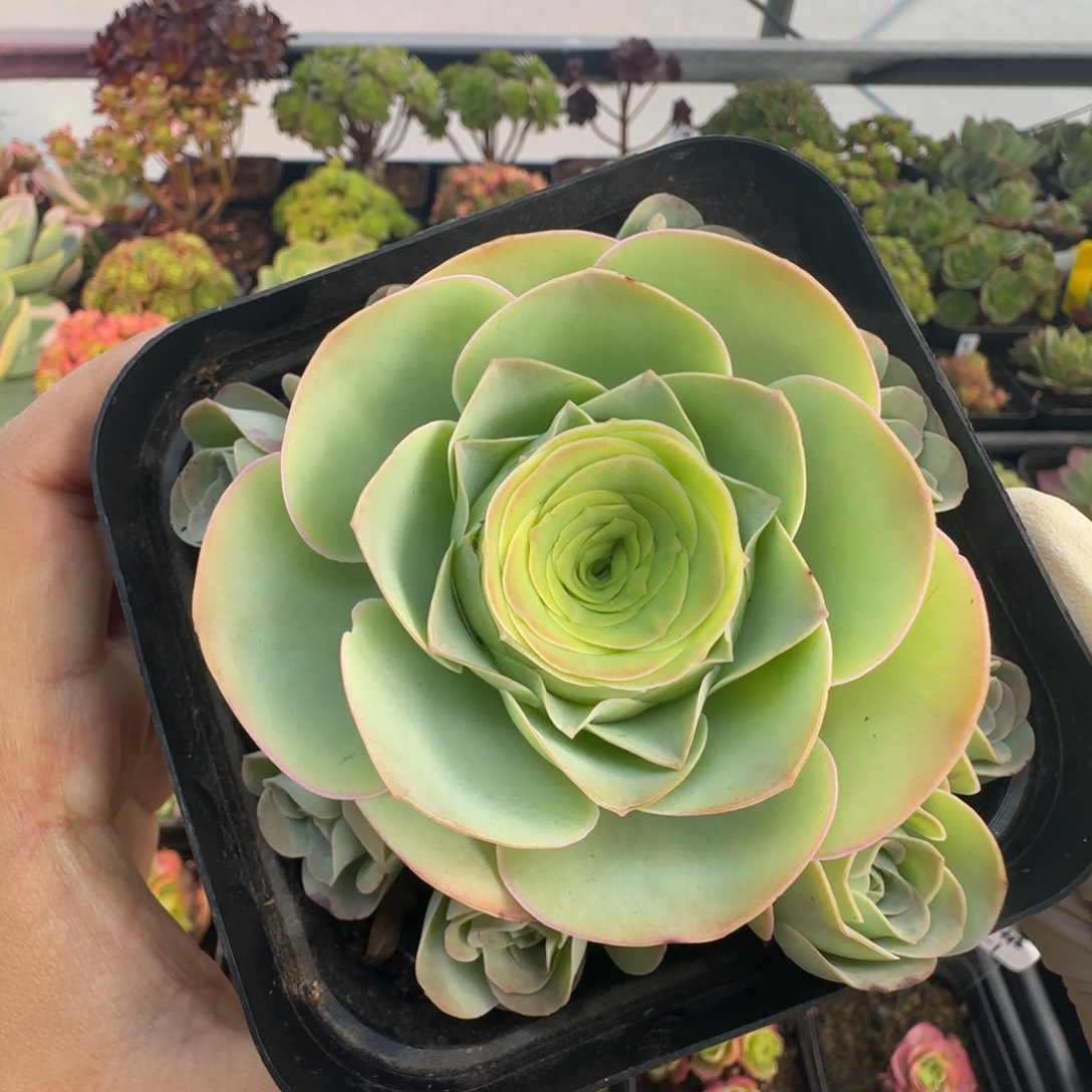 L702半城玫瑰开播福利不含盆土