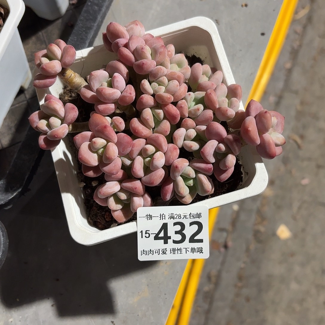 红洛神无盆土发货无