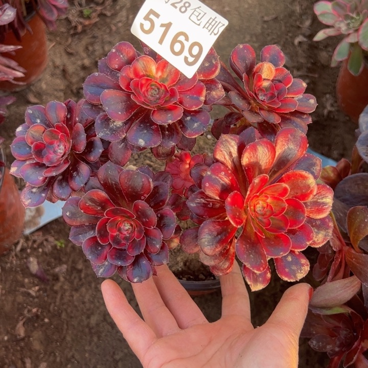 5169香奈儿多肉植物