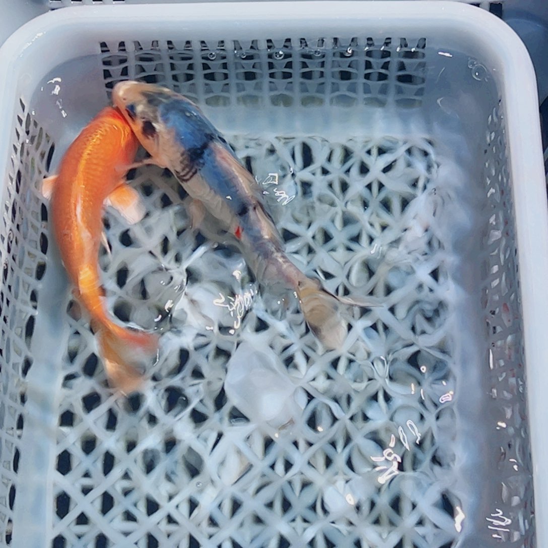 锦鲤锦鲤观赏鱼1111