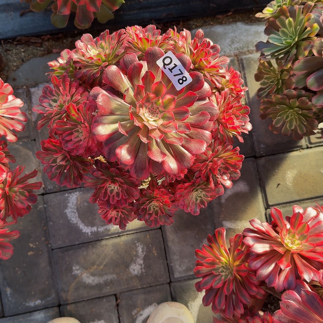 全部花朵三**姐178红铜白44冠服24.5左右