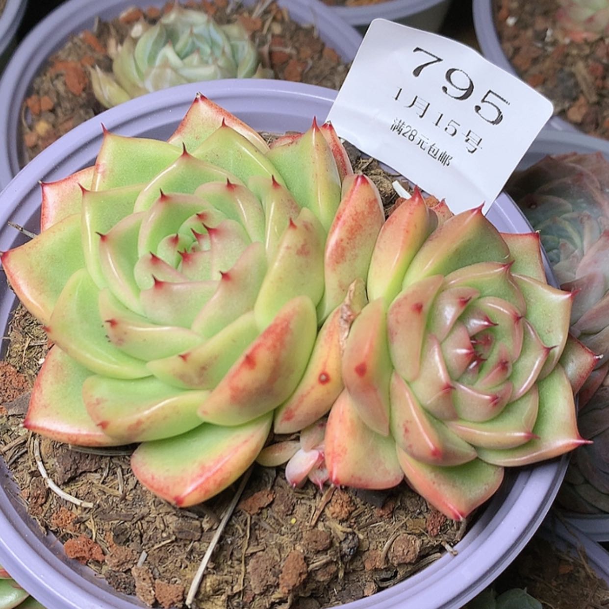 【闪购商品】云795