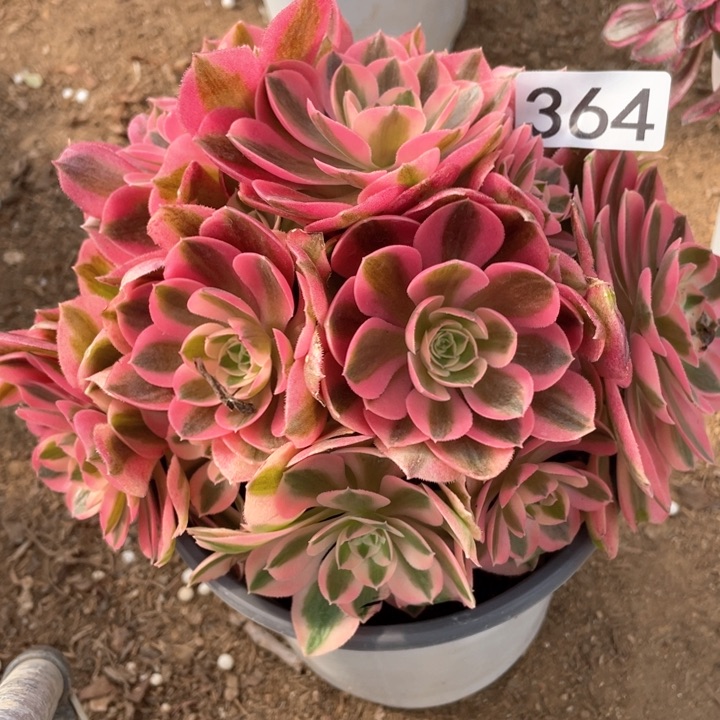 364多肉植物粉女巫