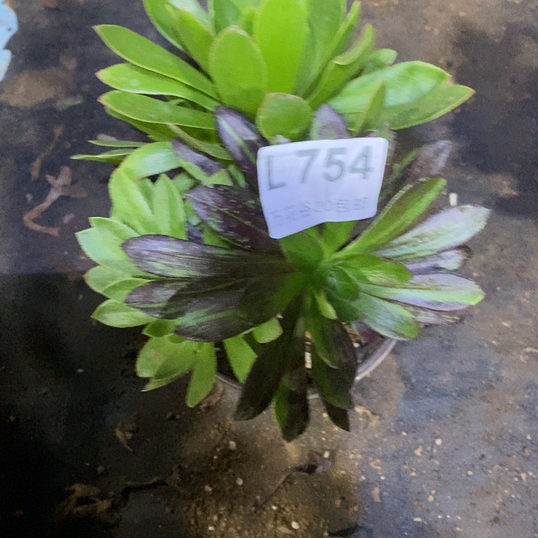 754水墨丹青砍过多肉植物