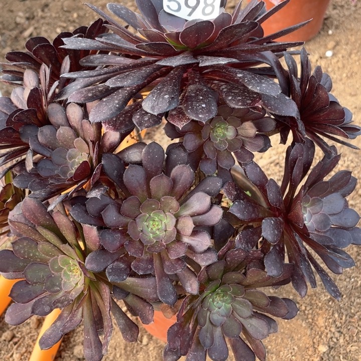 598多肉植物黑铜壶