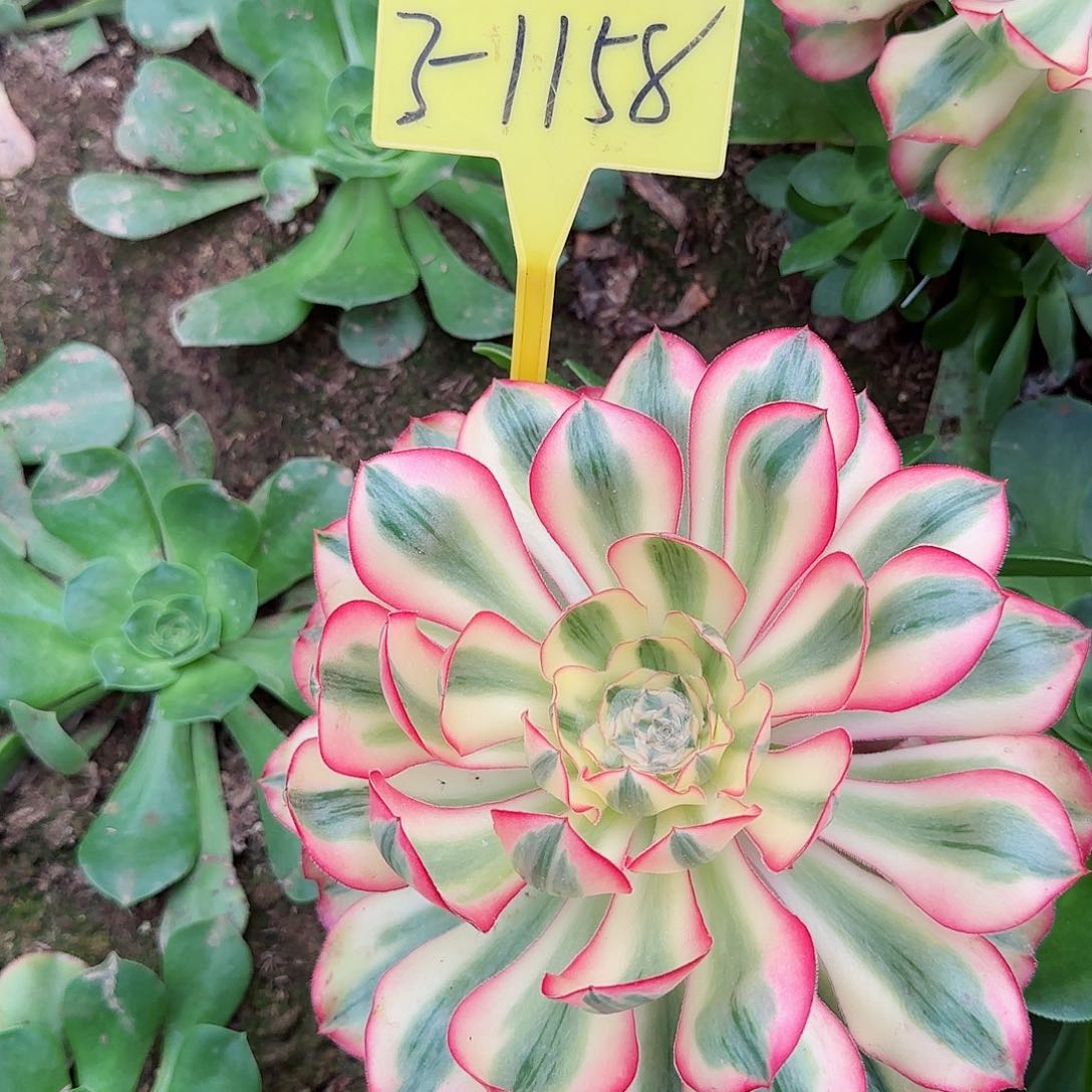 3-1158---多头多肉植物