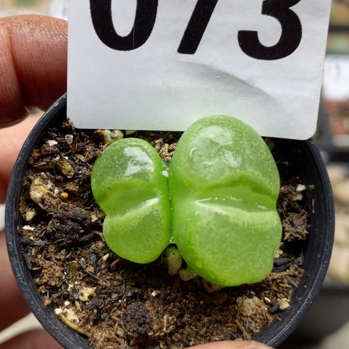 073双头风铃玉带盆