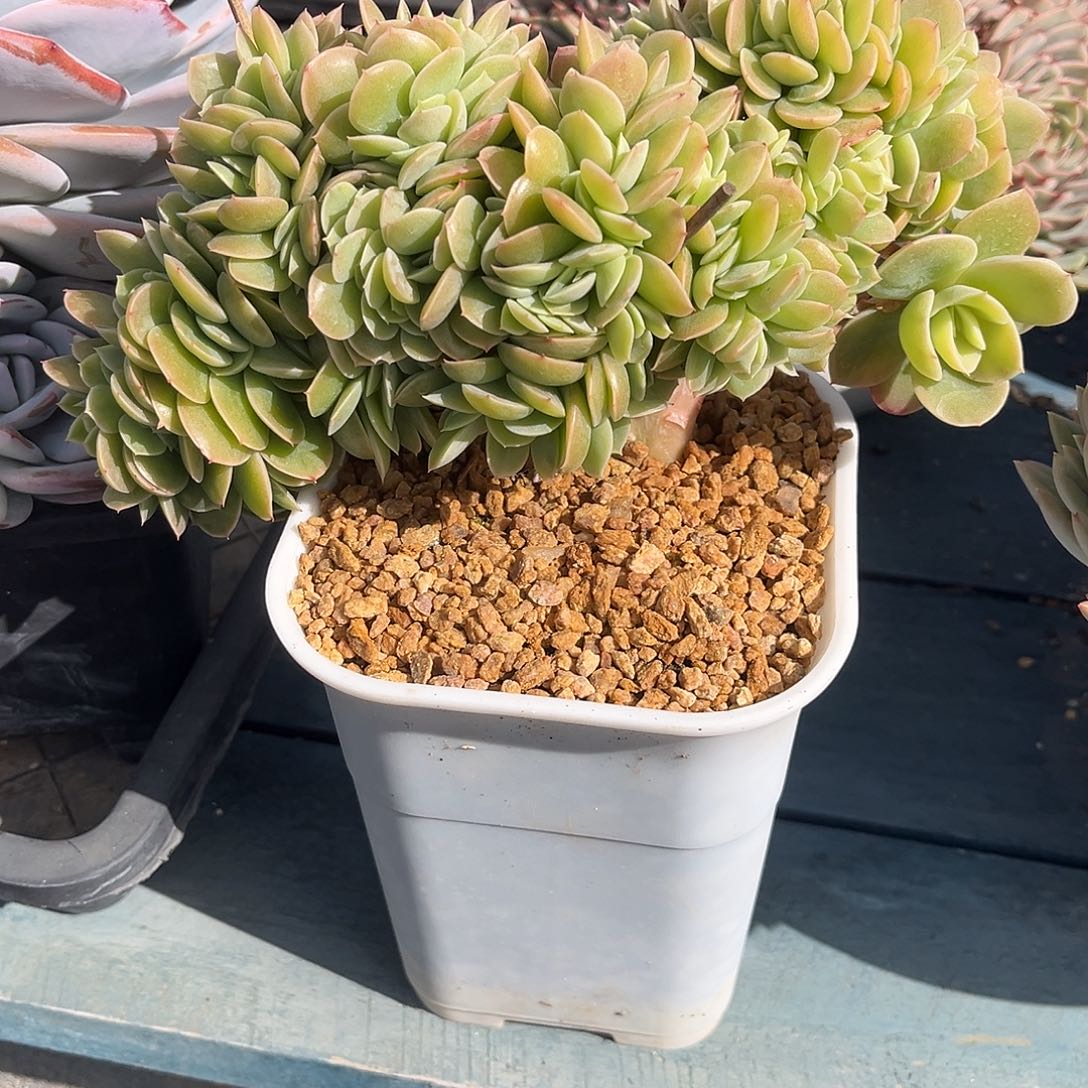 海***燕星娜塔缀化多肉植物