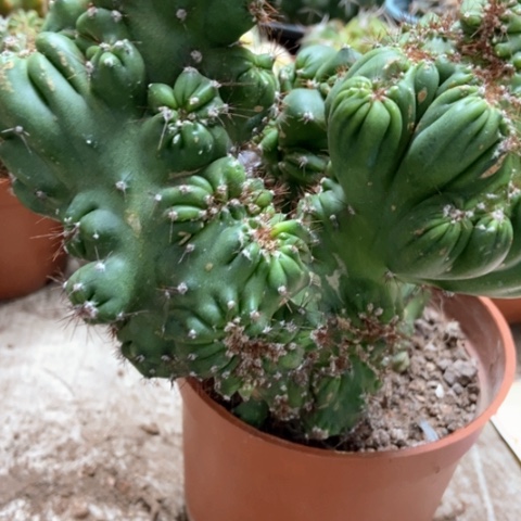 云太湖仙人球28米仙人球