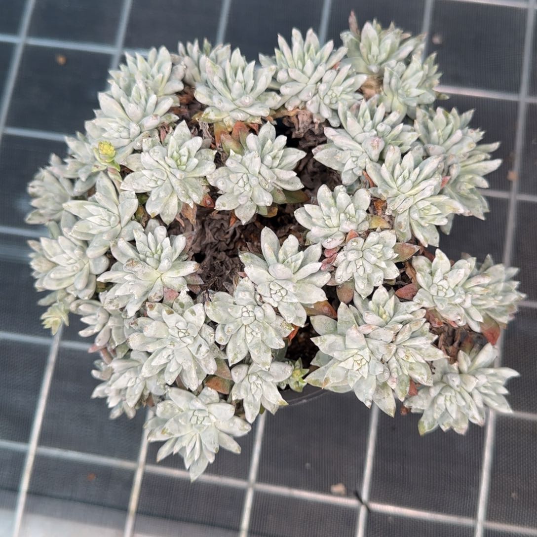 从前慢花园精选白菊