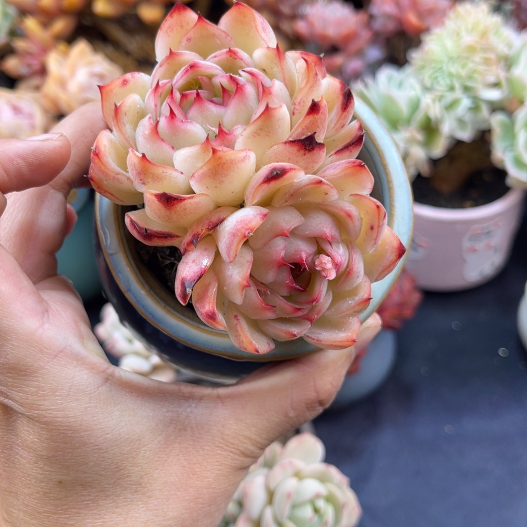 勾魂仙子 九公分 带盆